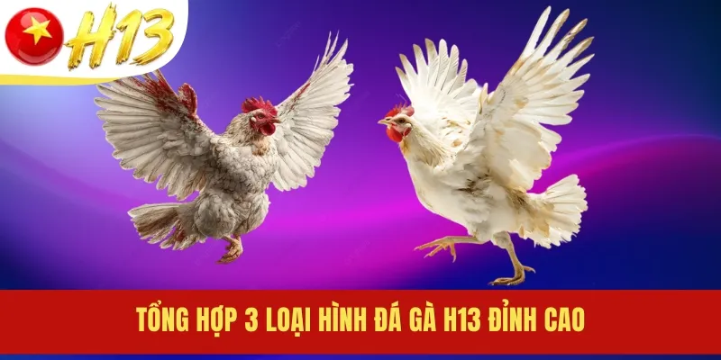 Tổng hợp 3 loại hình đá gà H13 đỉnh cao